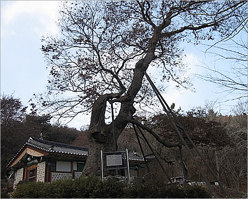 Zelkova Tree in Yonggungsa Temple