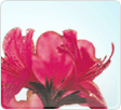Royal Azalea, the District Flower
