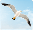 Seagull, the District Bird