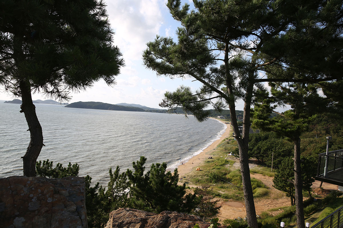 砂浜と松の木が美しく調和する海辺